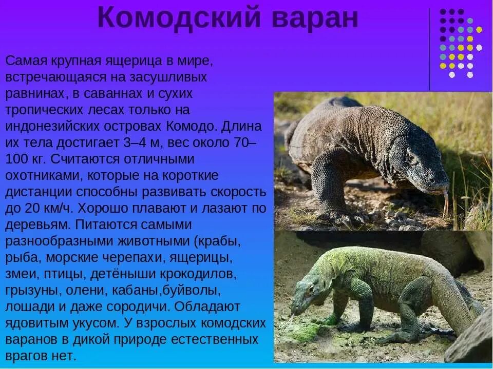 Вараны где обитает. Комодский Варан вараны. Варан Комодский животное. Комодский Варан красная книга. Комодский Варан занесен в красную книгу.