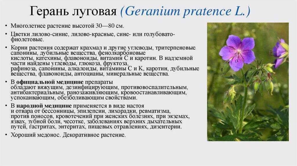 Герань вещество. Герань Луговая журавельник. Герань Луговая описание растения. Герань Луговая []* (Geranium pratense. Журавельник Луговой характеристика.