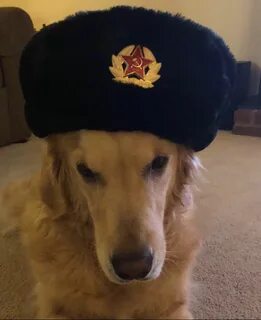Ушанка мем