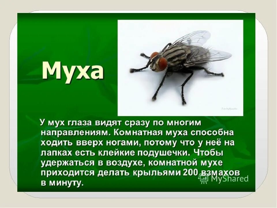 Сколько живут мухи. Ареал мухи ЦЕЦЕ. Интересные факты о мухах. Насекомые с описанием. Интересные факты о насекомых.