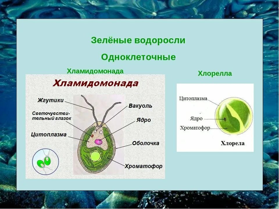Отдел одноклеточных водорослей. Одноклеточные зеленые водоросли 5 класс биология. Одноклеточная водоросль хлорелла. Биология строение одноклеточных водорослей. Xlamidonada xlorella.