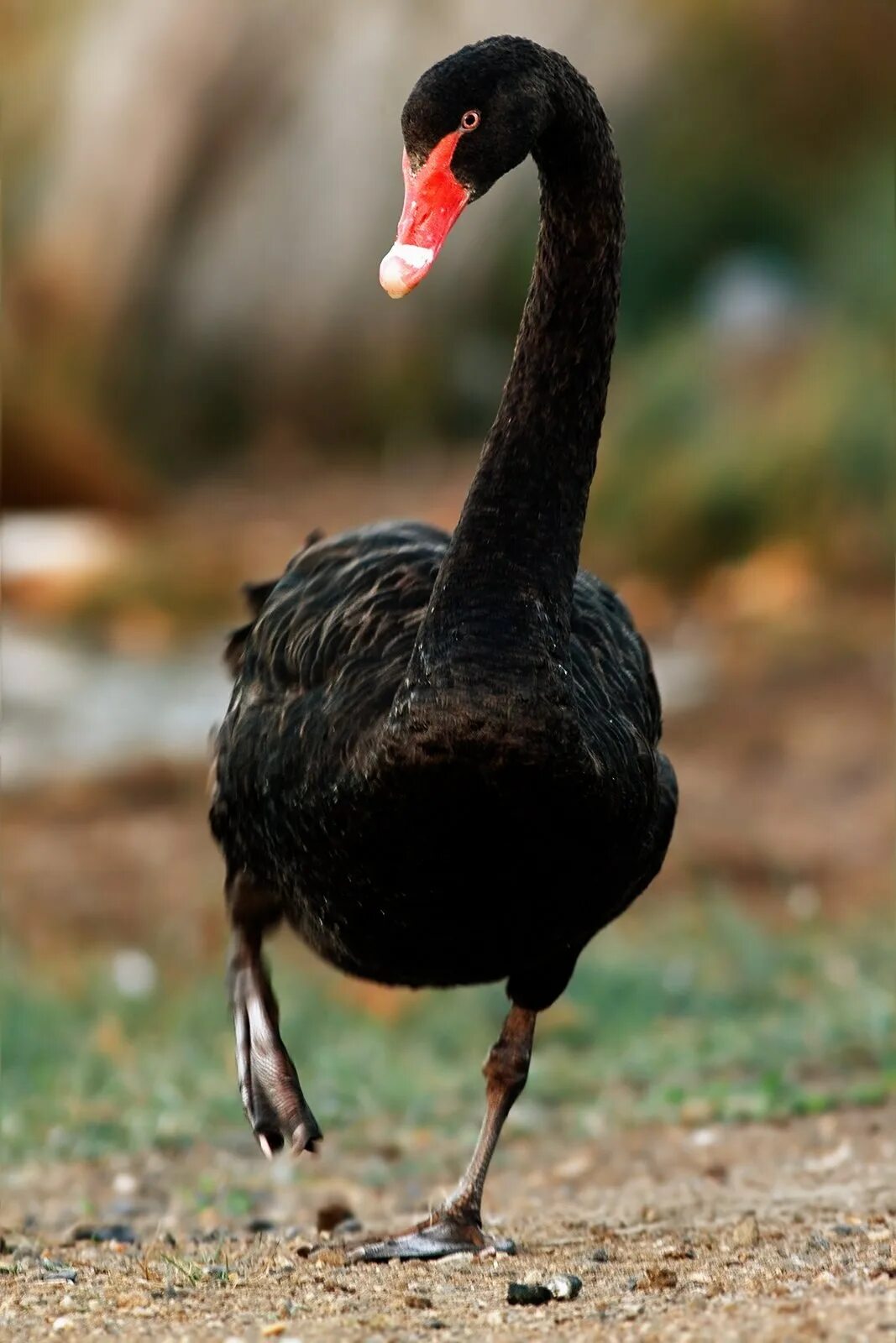 Птица с тонкой шеей. Cygnus atratus. Черный лебедь птица. Красноногий Баклан. Черный лебедь Австралия.
