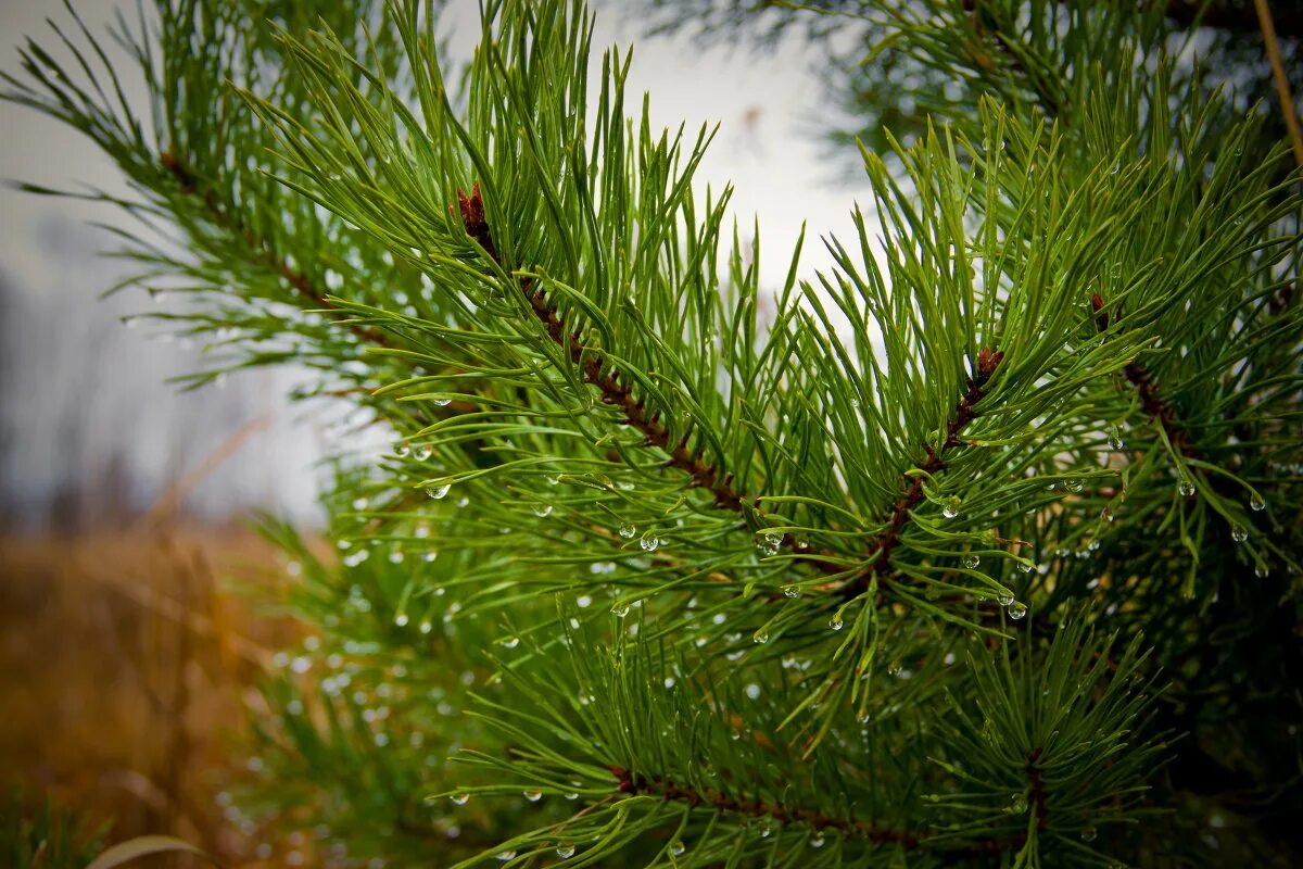 Пинус сибирика. Лиственница ель хвоинки. Хвоя живет 2 3 года. Хвоя живет 2 3 года. Сосна обыкновенная иголки.