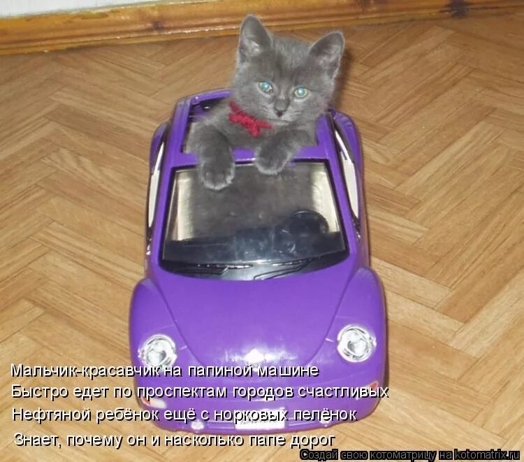 Включи ну машины. Кот в машинке. Котенок на машинке. Кот на игрушечной машинке. Котик в машине.