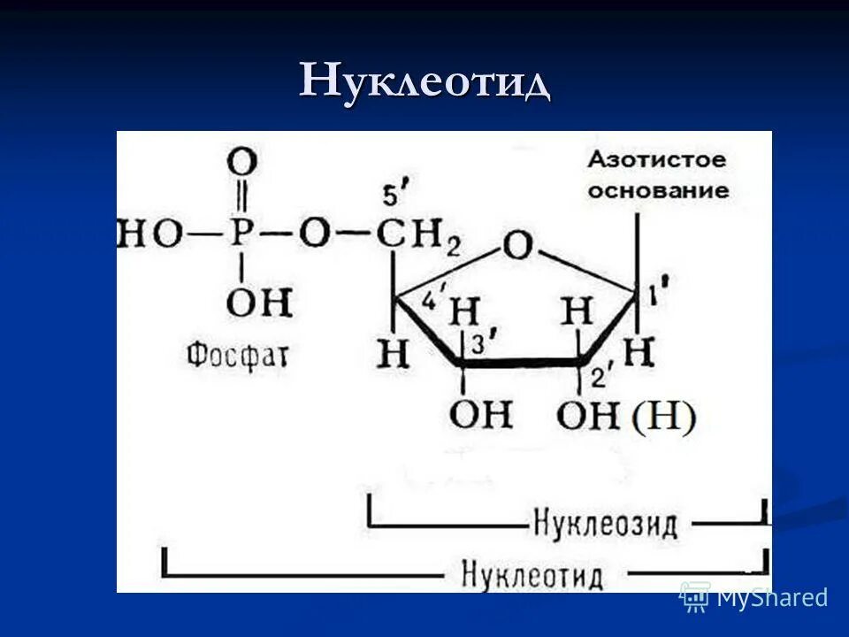 Формулы нуклеотидов. Строение нуклеотида формула. Формула нуклеотида ДНК. Химическое строение нуклеотида ДНК. Нуклеотид структурная формула.