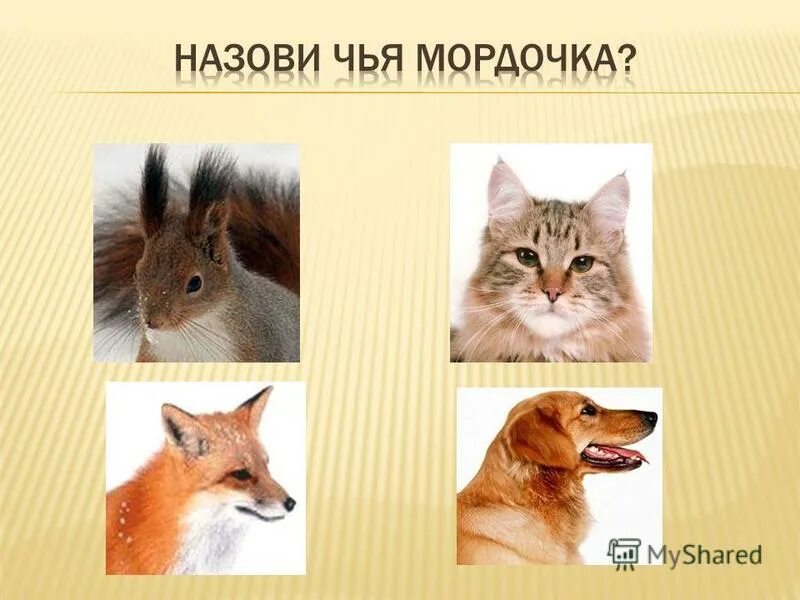 чья морда. чья морда. чья морда. чья мордочка игра на липучках. дидактическая игра чья мордочка.