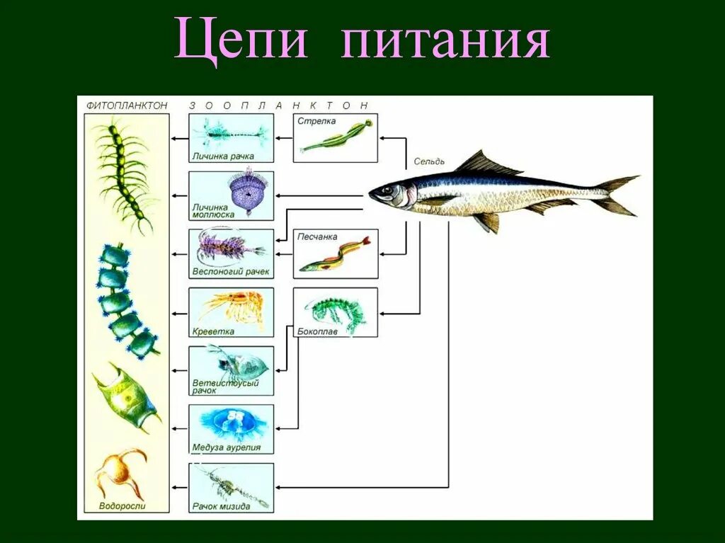 Фитопланктон цепь питания. Цепи питания. Цепи питания в водоеме. Цепочка питания водоема. Пищевая цепочка рыб.