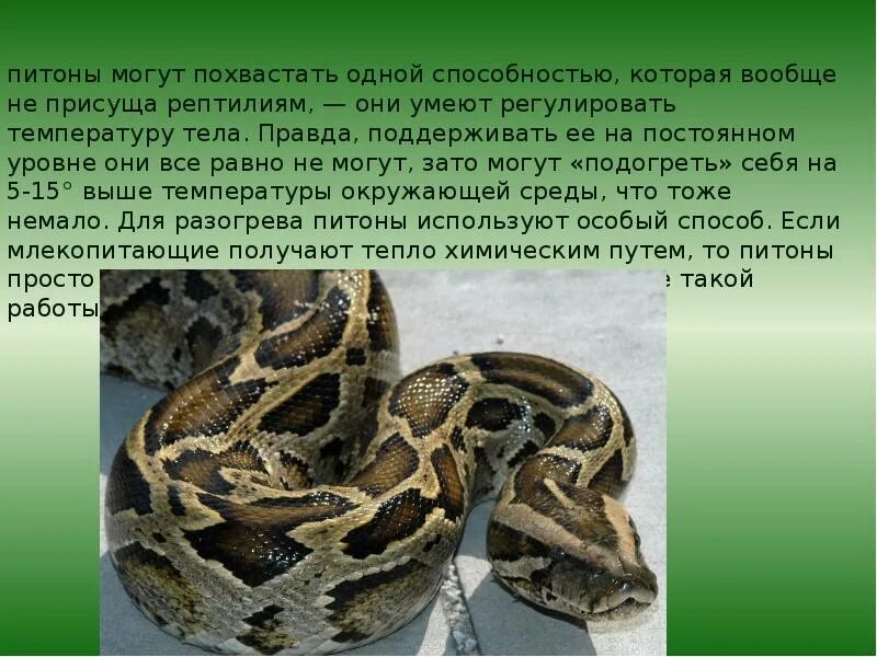 Удав класс. Питон рассказ для детей 1 класса. Питон презентация. Доклад про питона. Питон доклад для 1 класса.