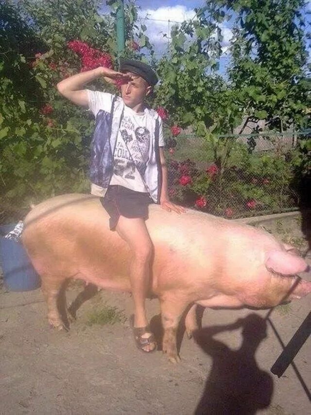 Pig riding