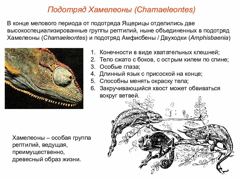 Характеристика хамелеона. Характеристика отряда ящерицы. Отряд ящерицы общая характеристика. Подотряд ящерицы общая характеристика.