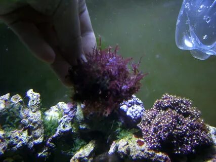 Фосфаты в морском аквариуме