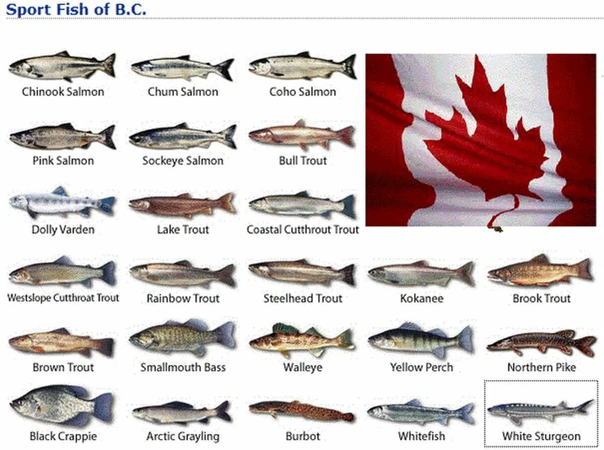 Классификация рыб лососевых пород. Дальневосточная рыба семейства лососевых. Красная рыба названия. Сорта красной рыбы. Породы красных рыб
