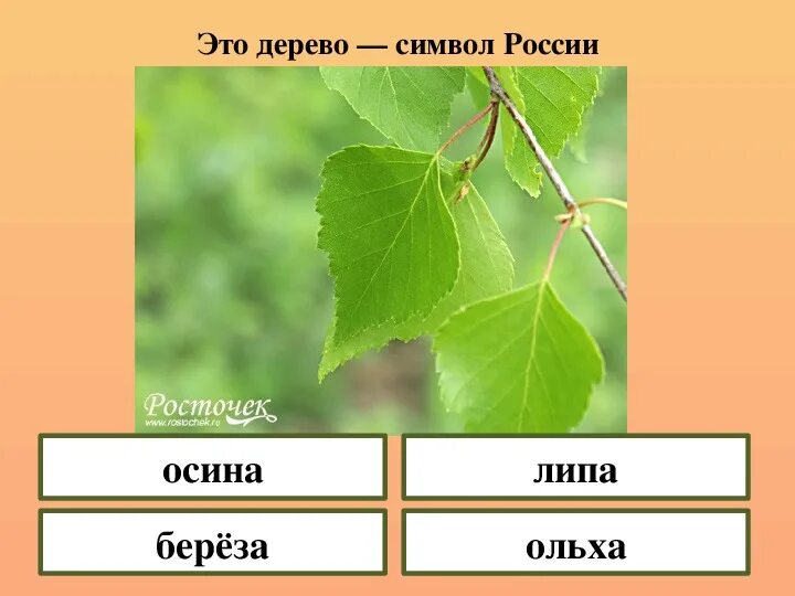 Как отличить тополь. Береза, липа, ольха, осина. Тополь осина ольха. Осина береза липа ольха листья. Осина ольха ясень.