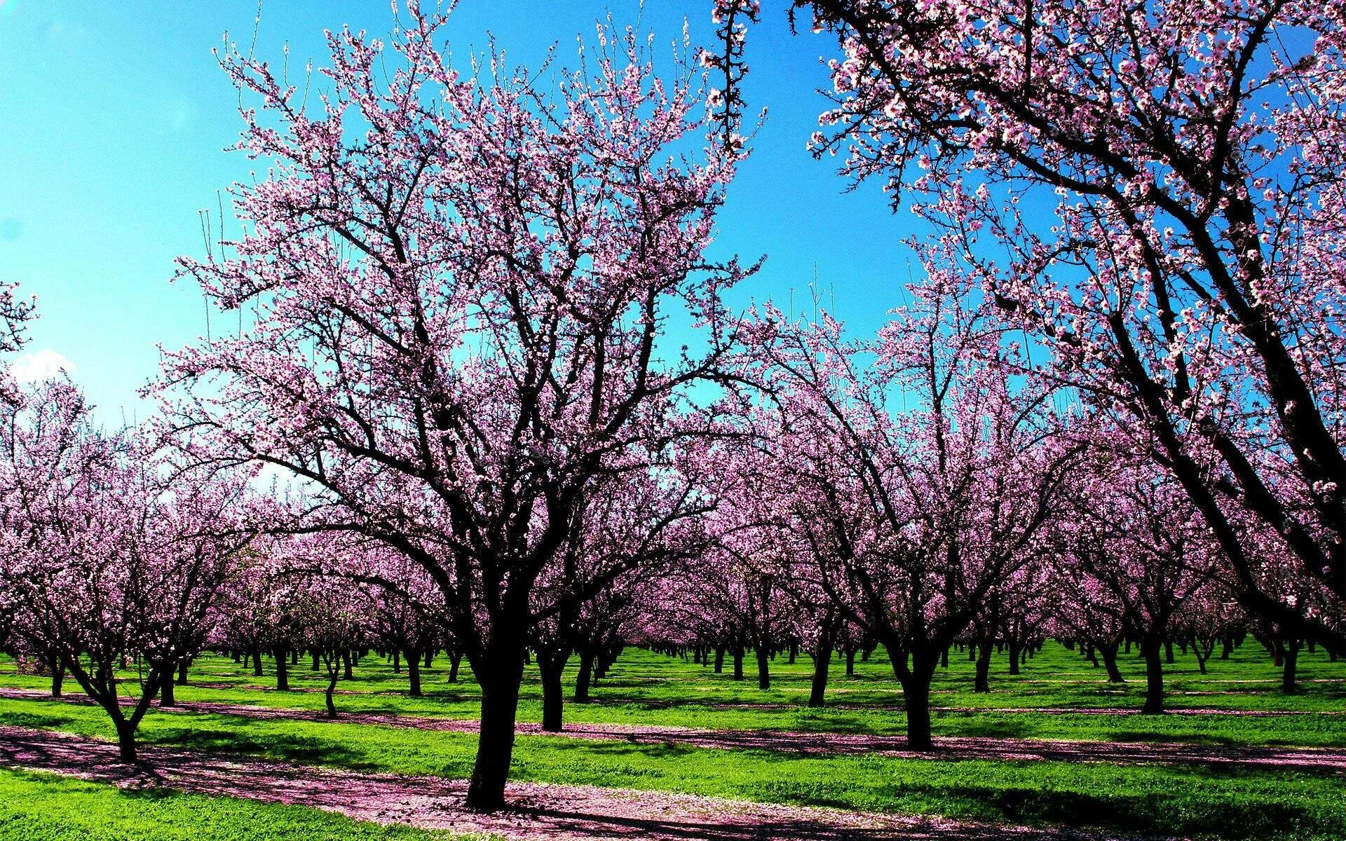 Spring trees