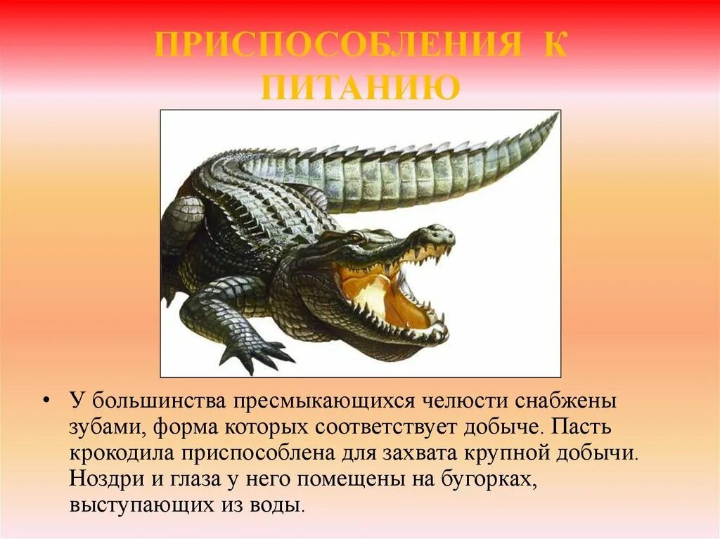 Назовите 3 пресмыкающихся. Пресмыкающихся. Тема пресмыкающиеся. Примеры пресмыкающихся. Пресмыкающиеся имеют.