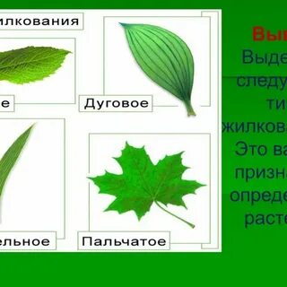 Штук лист