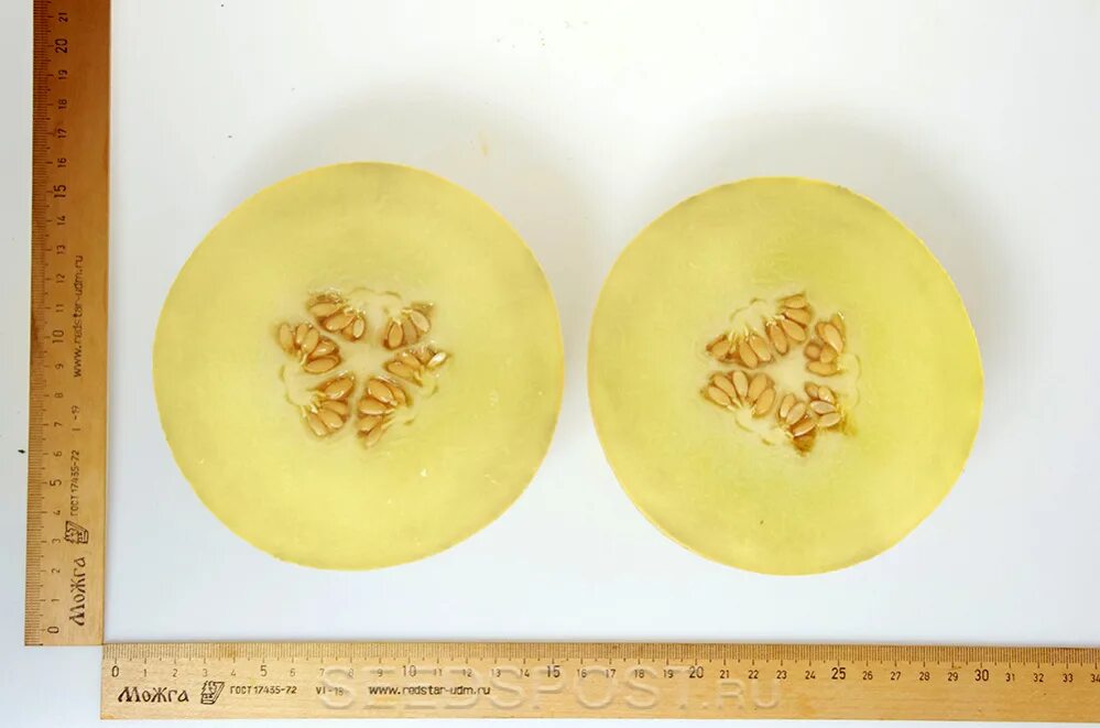 Дыни от партнера. Дыни партнер. Дыни партнер. Дыня багира f1 (5 шт) партнер. Дыня багира f1 партнер.