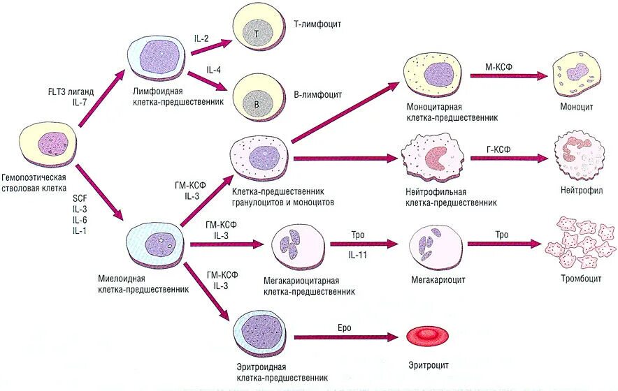 Схема кроветворения лимфоцитов. Схема дифференцировки нейтрофилов. Схема гемопоэза т лимфоцитов. Схема пролиферации клеток крови. Культивирование лимфоцитов периферической крови
