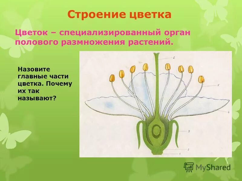 Цветок выполняет функцию полового размножения. Цветок выполняет функцию полового размножения