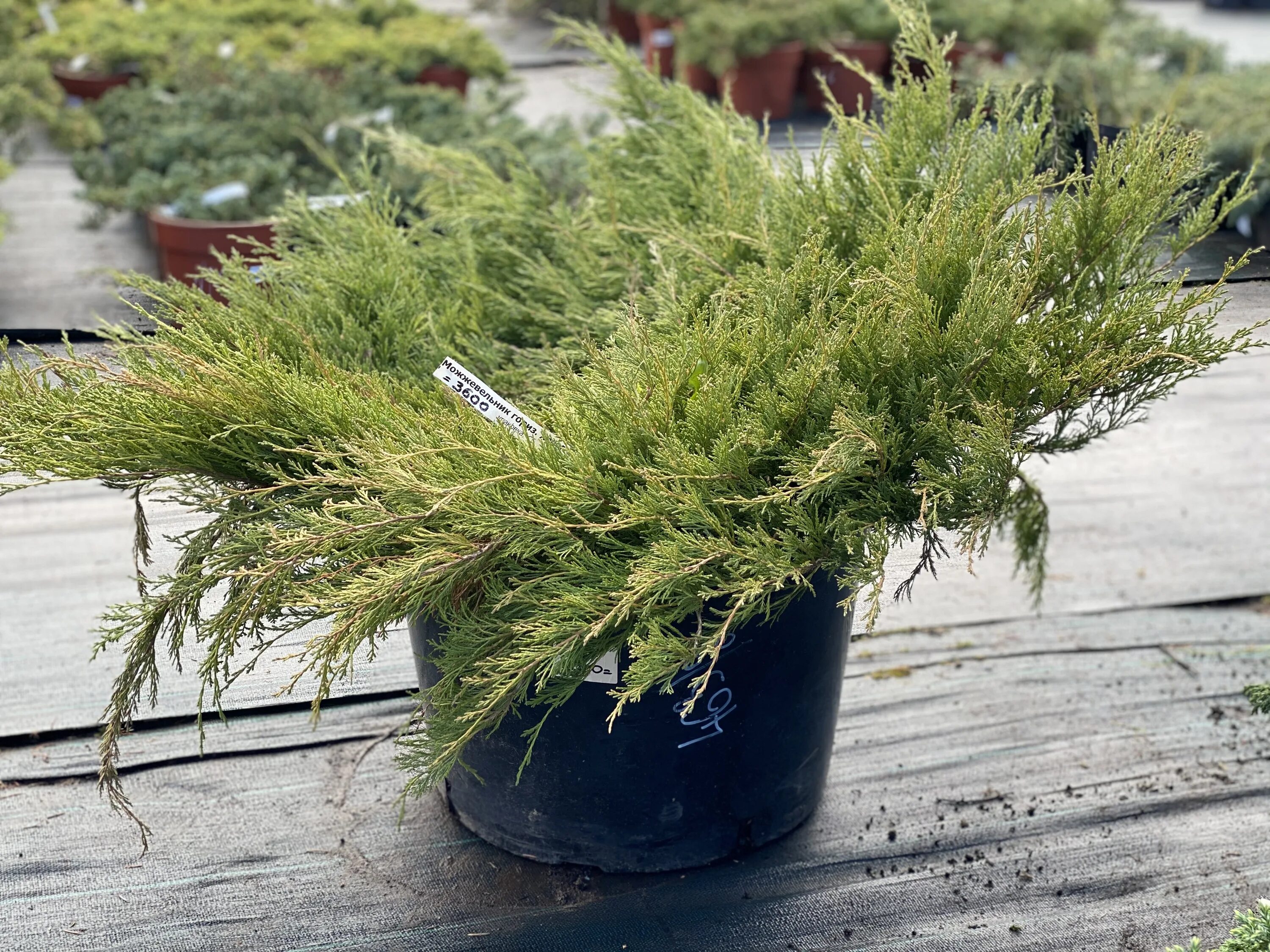 можжевельник горизонтальный 'andorra compact' juniperus horizontalis 'andorra compact'. Juniperus horizontalis glomerata. можжевельник wiltonii. можжевельник горизонтальный (juniperus horizontalis pancake. можжевельник хаггис.