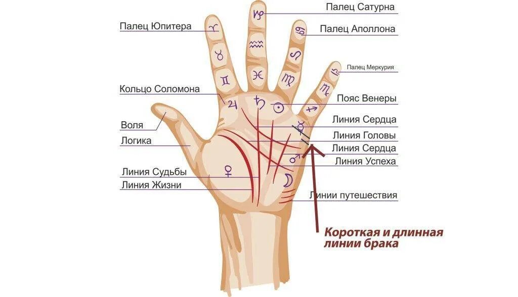 Что значит короткая жизнь. Линия любви на ладони расшифровка. Линия любви на руке женщины с расшифровкой фото и описание. Бугор Нептуна хиромантия. Линия Меркурия (линия печени, линия здоровья)..