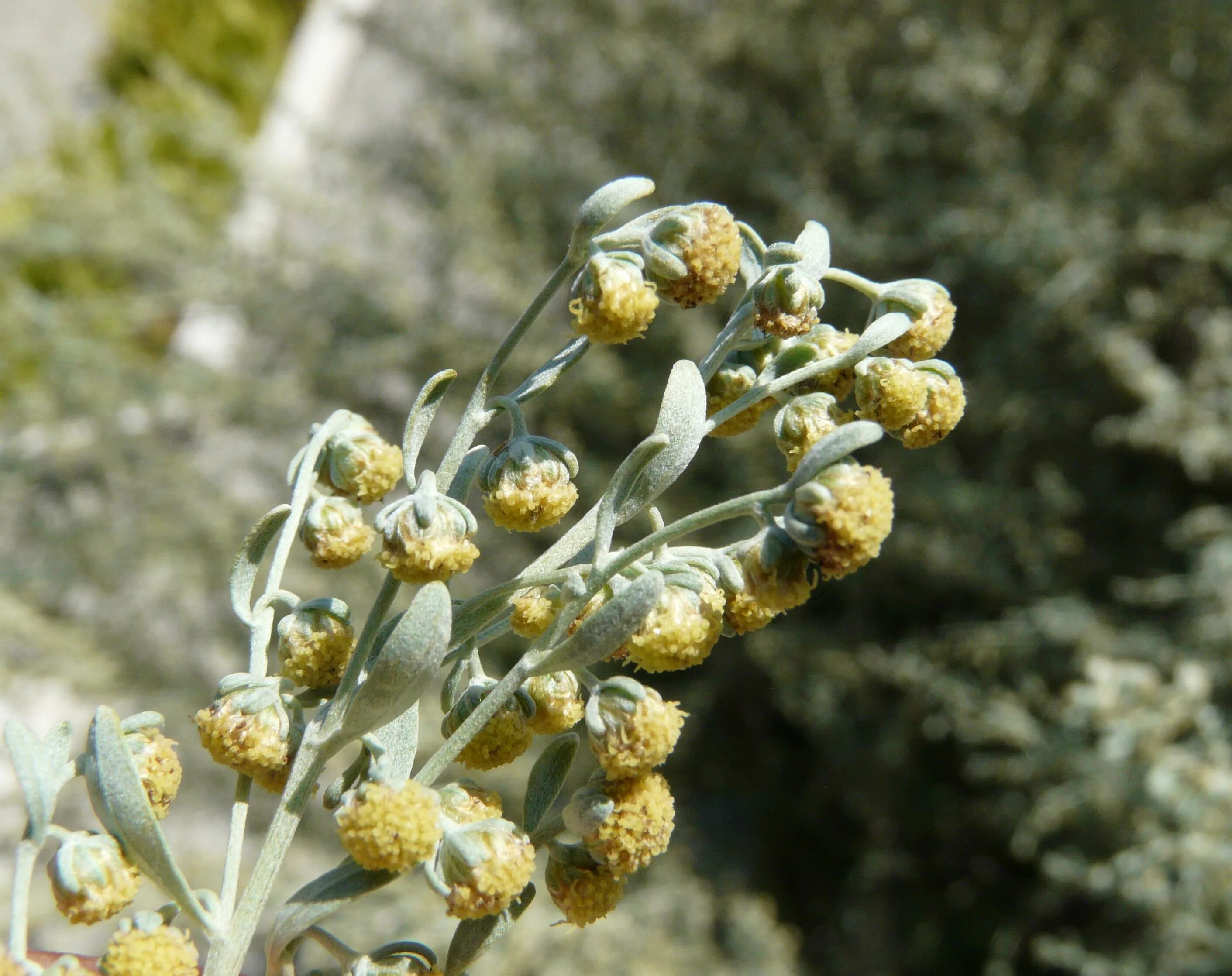 Полынь с цветами. Полынь горькая (Artemisia absinthium). Полынь absinthium. Полынь горькая (Artemísia absínthium).. Полынь соцветие.