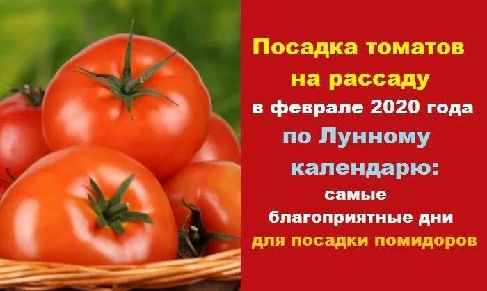 Календарь высадки томатов. Сажаем томаты на рассаду в марте. Посев помидор в марте. Благоприятные дни для посадки томатов на рассаду в марте. Благоприятные дни для посадки томатов в феврале.