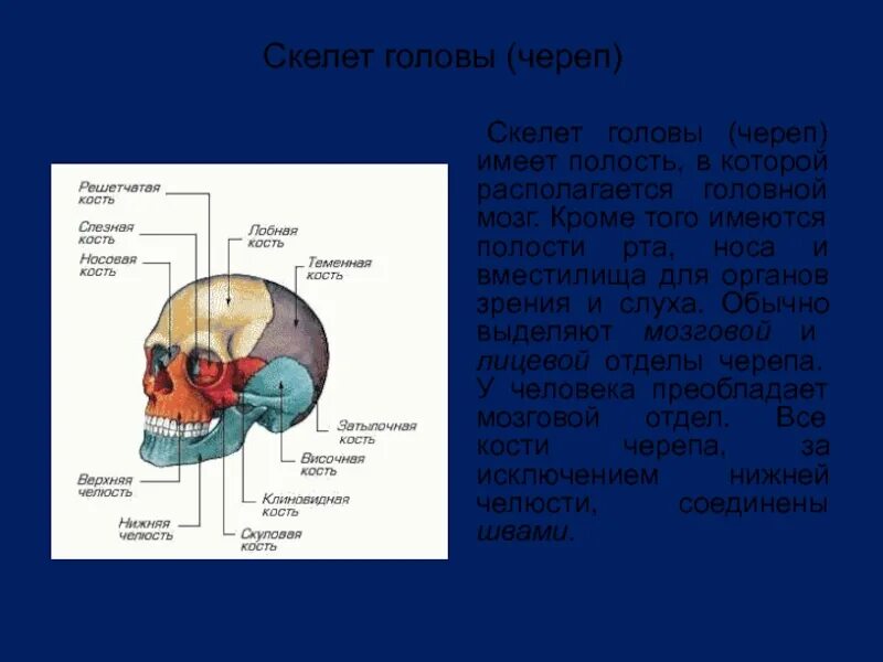 Мозг имеет полость. Органы расположенные в полости черепа. Череп человека биология 8 класс.