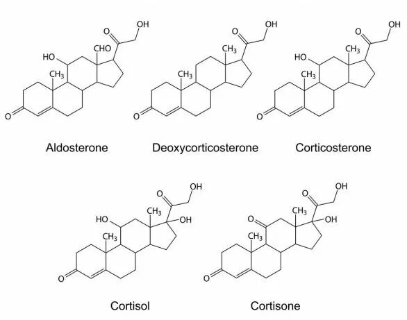 Кортикостероиды. Кортикостероиды гормоны. Стероидные гормоны кортикостероиды. Кортикостероиды гормоны список. Кортикостероиды представители.
