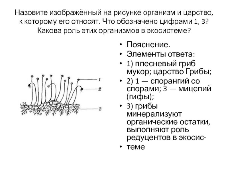 Каково значение гриба мукора в жизни. Роль плесневых грибов в экосистеме. Функции мукора. Изображённый на рисунке организм — это. Плесневые грибы роль в экосистеме.