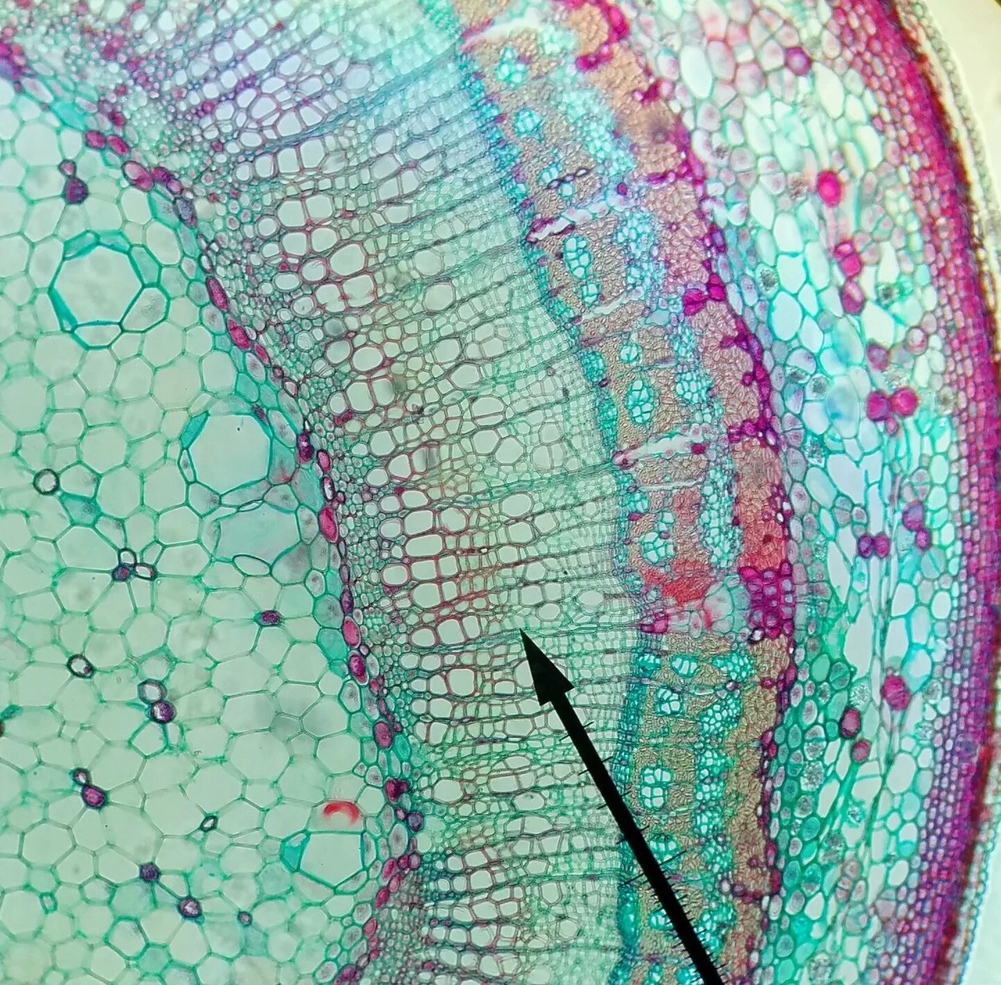 Клеточная стенка под микроскопом Onion epidermis under light microscope. Purple colored, large epidermal cells of