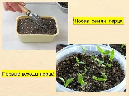 Перец всхожесть семян