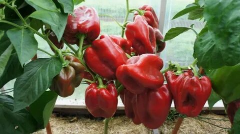 Перец клаудио характеристика и отзывы фото