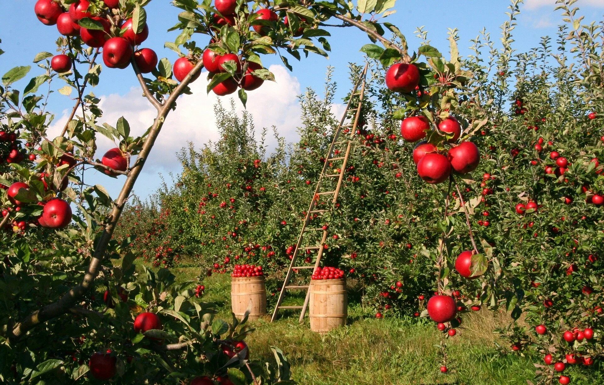 Сады краснодара фруктовые. Пальметта яблоня. Грушевка яблоня колоновидная. Яблоня лодель.