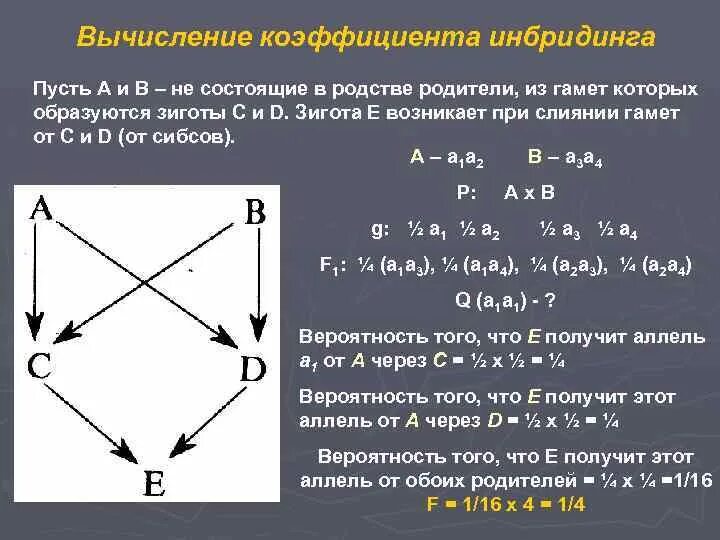 Получение чистых линий инбридингом. Коэффициент инбридинга. Вычисление коэффициента инбридинга. Степени инбридинга. Коэффициент инбридинга формула Райта.