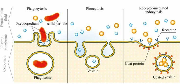 Фагоцитозный пузырек. Фагоцитоз и эндоцитоз. Фагоцитоз пиноцитоз эндоцитоз экзоцитоз. Фагоцитоз и пиноцитоз. Процесс фагоцитоза и пиноцитоза.
