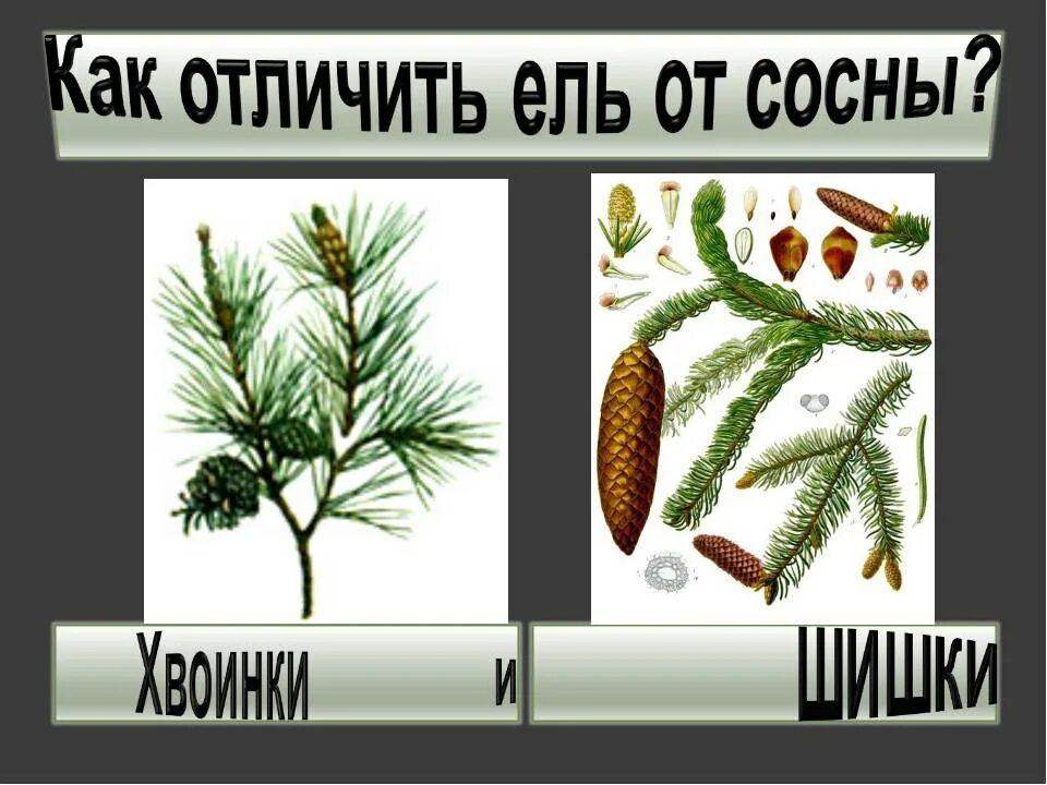 Чем отличаются хвойные. Хвоинки сосны и ели отличия. Ель и сосна отличия. Различие сосны и ели. Различие хвоинок ели и сосны.