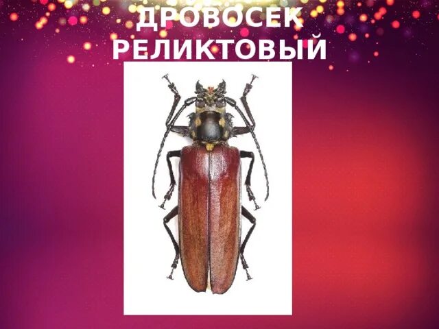 Почему дровосек занесен в красную книгу. Почему дровосек занесен в красную книгу