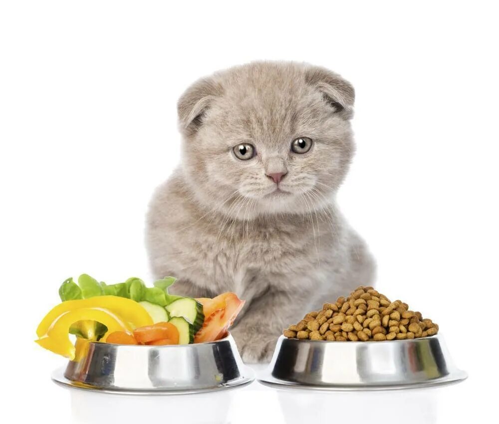 Чем можно кормить домашнюю кошку. Еда для кошек. Еда для котят. Котенок кушает. Натуральное питание для котов миска.