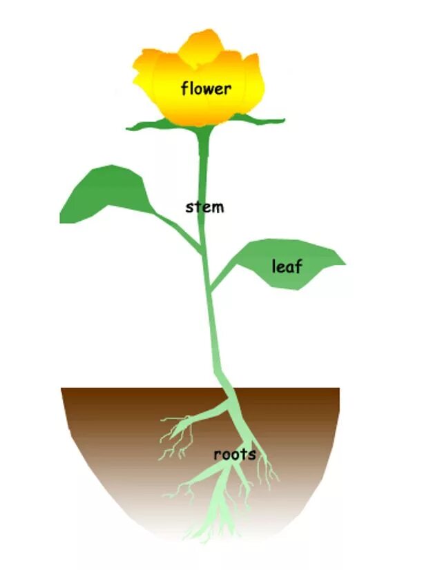 Строение растения. Стебель цветка. Строение растений для дошкольников. Строение цветка.