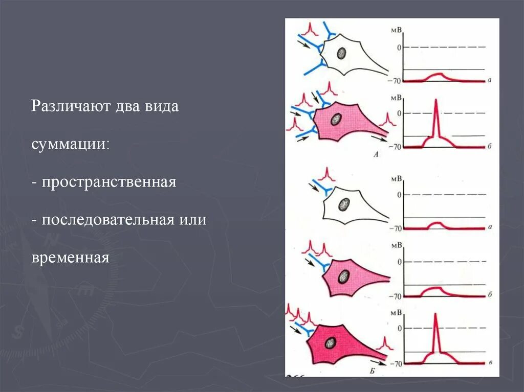 Для центральных нейронов характерны виды суммации