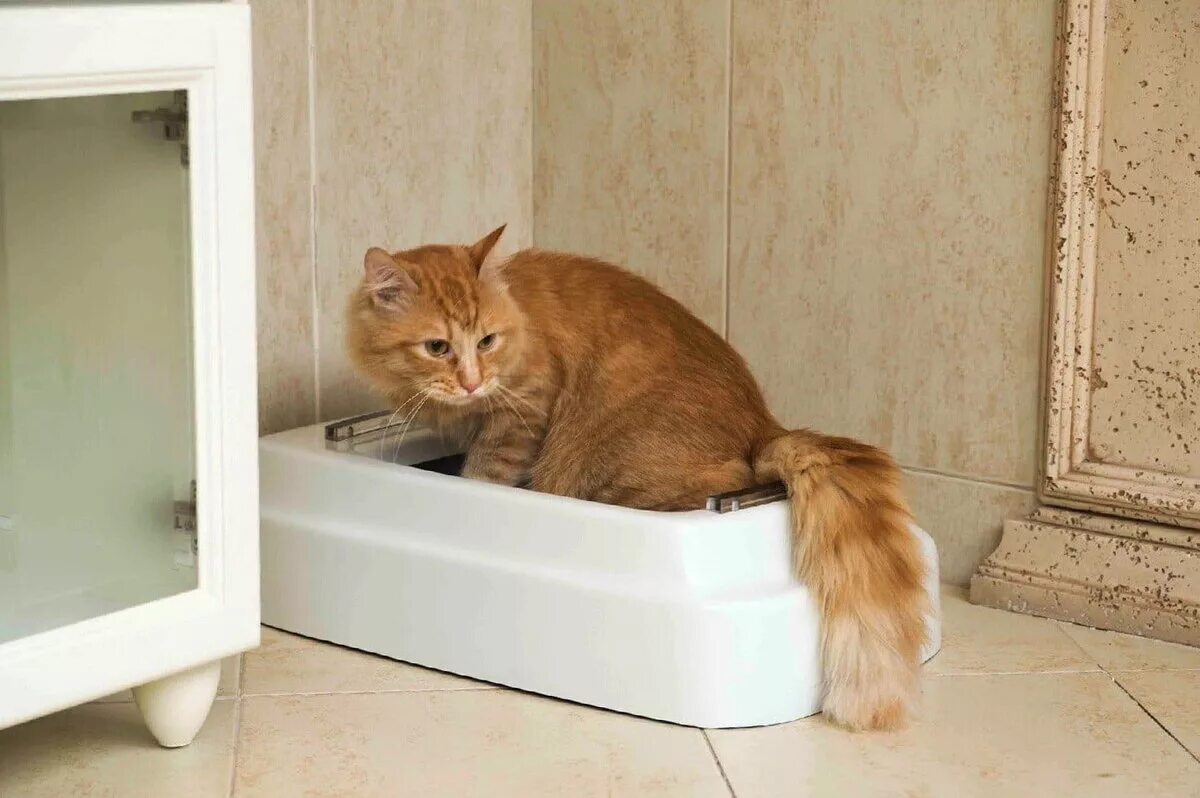 Кошка гадит везде. Кот в туалете. Туалет для кошек. Котики в кошачьем туалете. Унитаз для кошек.