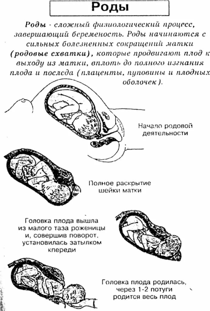 Первые роды этапы