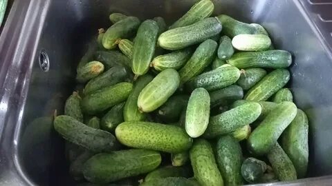 Ем много огурцов