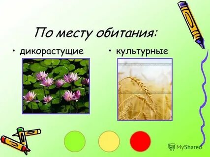 Дикорастущие кустарники 2 класс окружающий мир