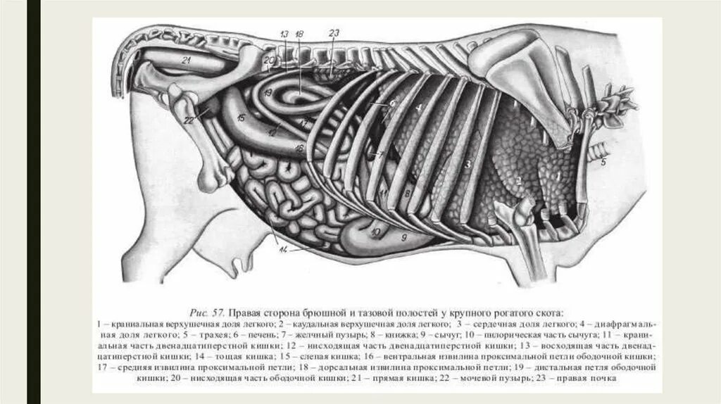 Строение и топография животных. Топография внутренних органов коровы. топография органов брюшной полости коровы. анатомия брюшной полости крс. топография внутренних органов лошади.