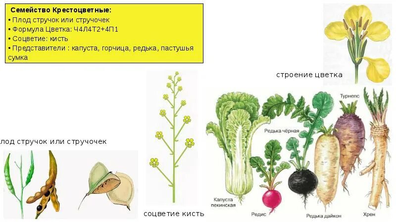 Плод крестоцветных капустных. Семейство крестоцветные плод. Плод семейство крестоцветные или капустные. Тип плода крестоцветных. Стручочек крестоцветных.