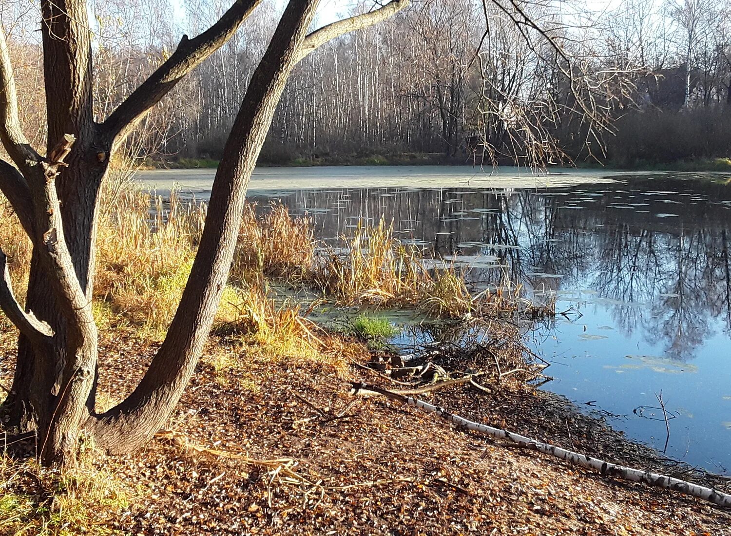 Почему пруд. Кучинский пруд в салтыковке. пруд в климкино. водоемы москвы. крестьянский пруд салтыковка.