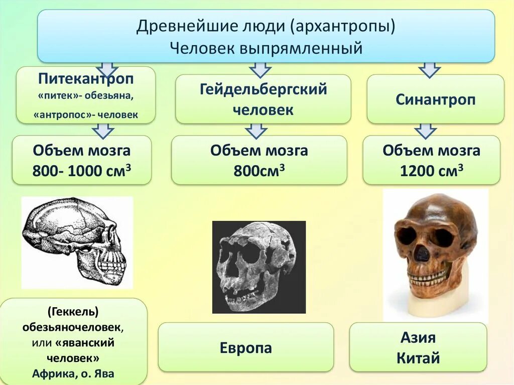 Древние люди объем мозга. Строение черепа питекантропа. Архантропы строение черепа. Объем мозга древнейших людей. Архантропы особенности строения