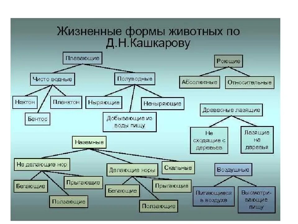 Экологические формы животных. Основные группы жизненных форм животных (по д. н. кашкарову, 1945). классификация жизненных форм животных. классификация жизненных форм животных по кашкарову. жизненные формы растений и животных.